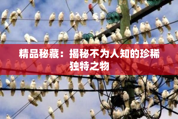 精品秘藏：揭秘不为人知的珍稀独特之物