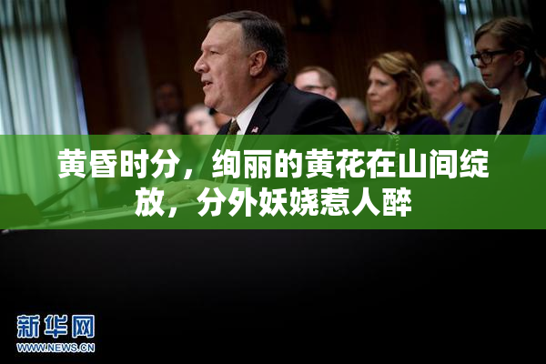 黄昏时分，绚丽的黄花在山间绽放，分外妖娆惹人醉