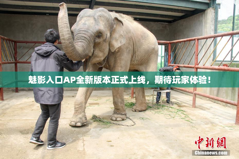 魅影入口AP全新版本正式上线，期待玩家体验！