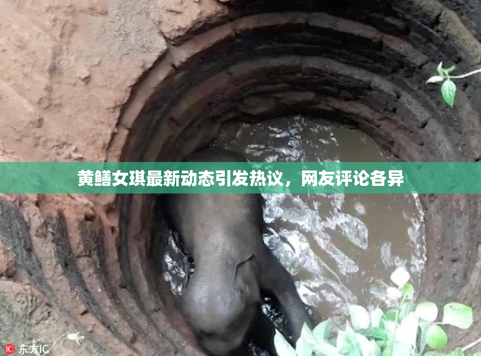 黄鳝女琪最新动态引发热议，网友评论各异