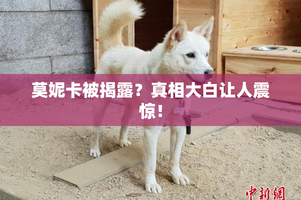 莫妮卡被揭露？真相大白让人震惊！
