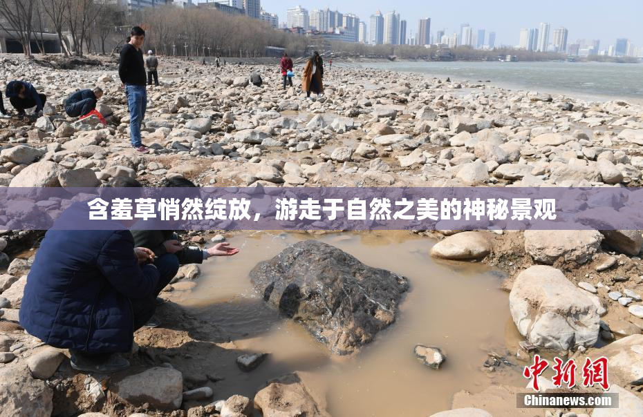 含羞草悄然绽放，游走于自然之美的神秘景观