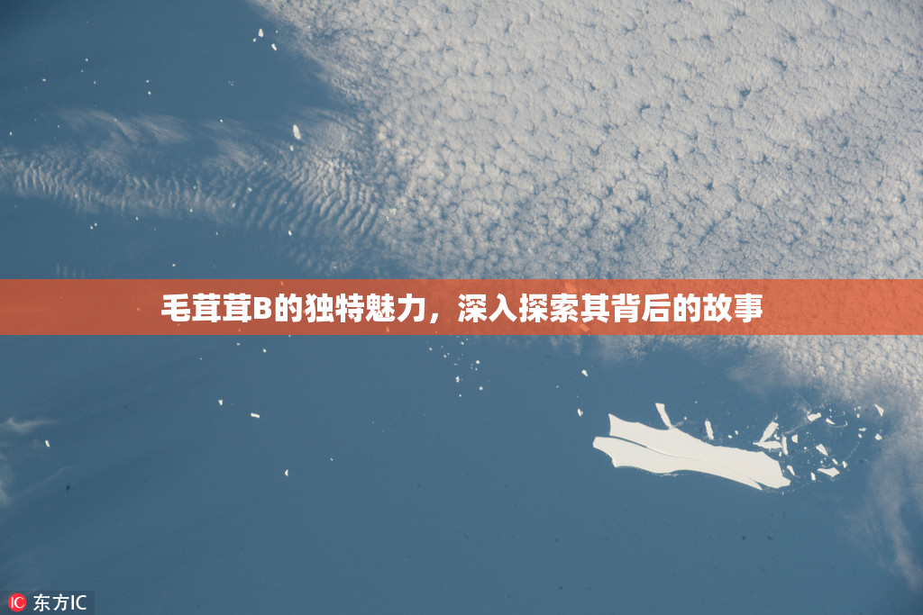 毛茸茸B的独特魅力，深入探索其背后的故事