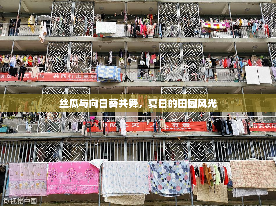 丝瓜与向日葵共舞，夏日的田园风光