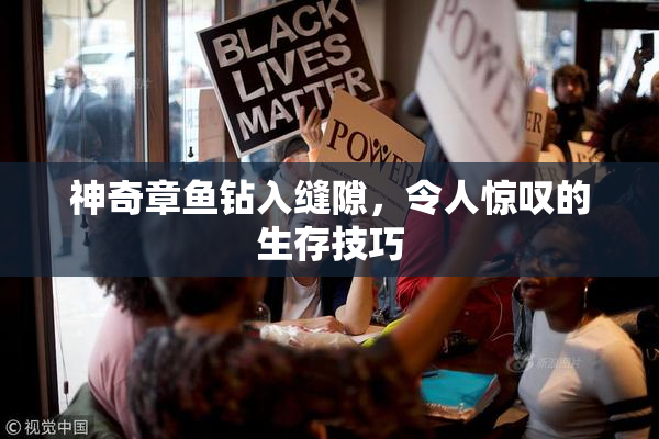 神奇章鱼钻入缝隙，令人惊叹的生存技巧