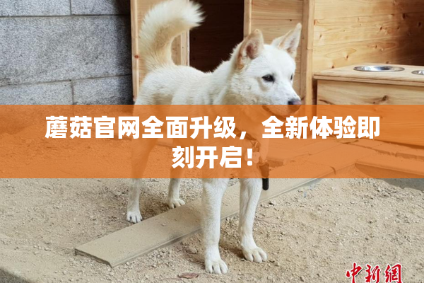 蘑菇官网全面升级，全新体验即刻开启！