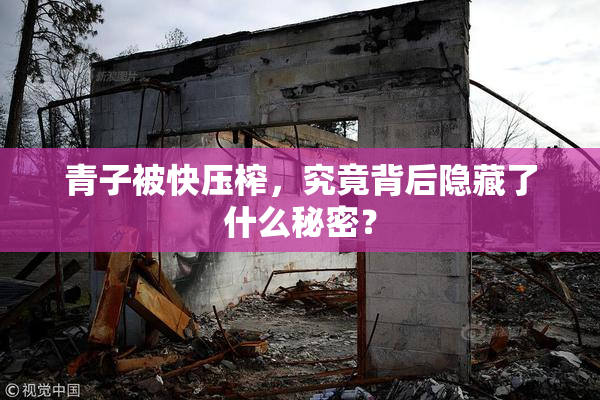 青子被快压榨，究竟背后隐藏了什么秘密？