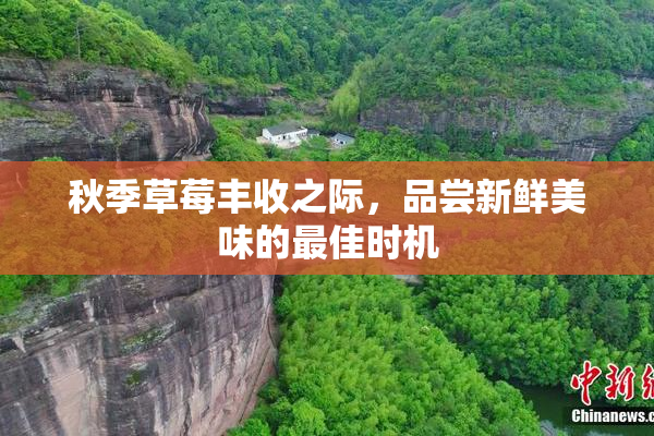 秋季草莓丰收之际，品尝新鲜美味的最佳时机