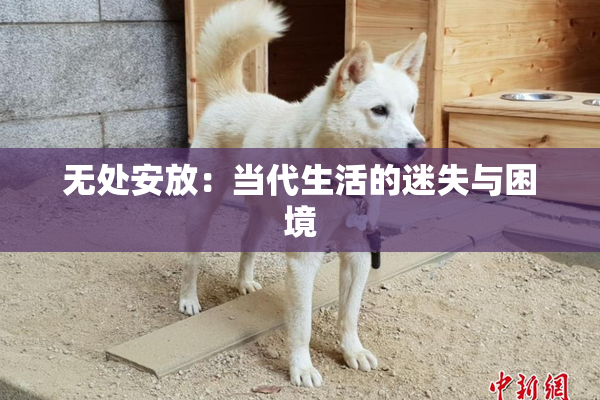 无处安放：当代生活的迷失与困境
