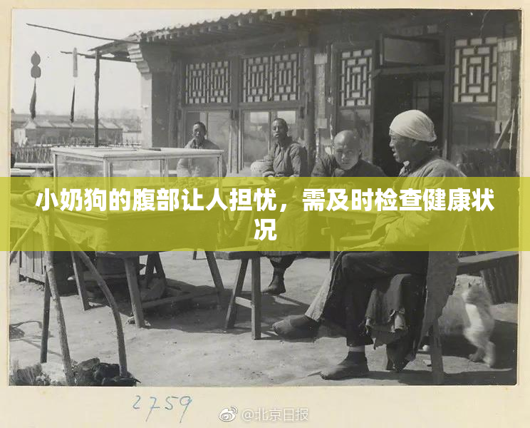 小奶狗的腹部让人担忧，需及时检查健康状况