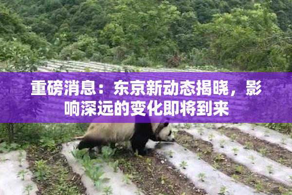 重磅消息：东京新动态揭晓，影响深远的变化即将到来