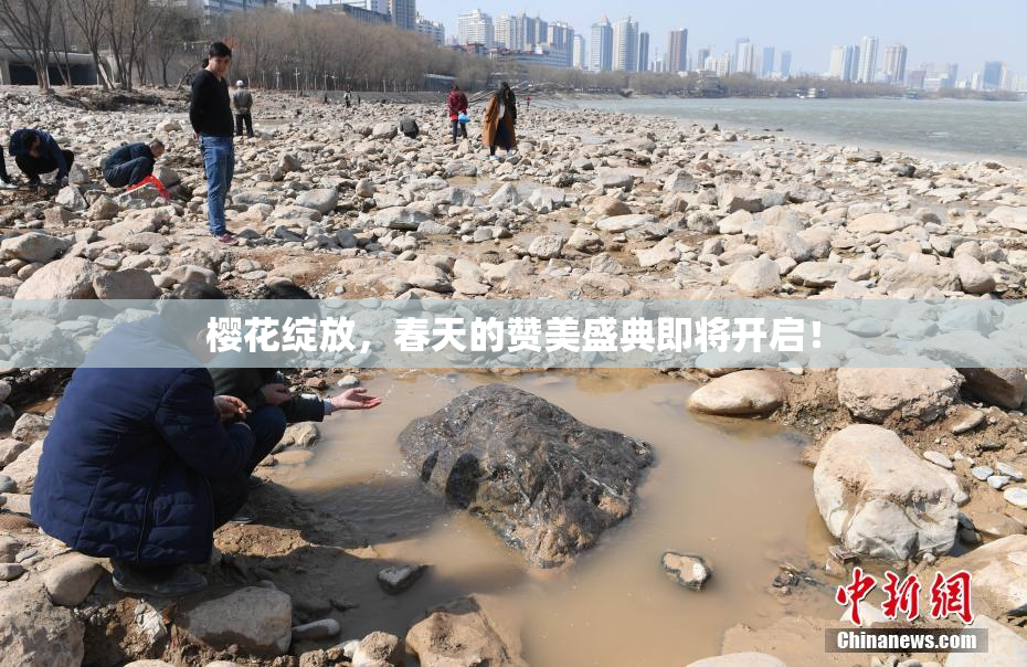 樱花绽放，春天的赞美盛典即将开启！