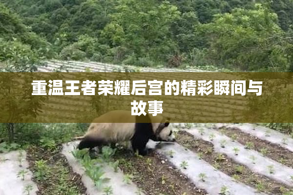 重温王者荣耀后宫的精彩瞬间与故事