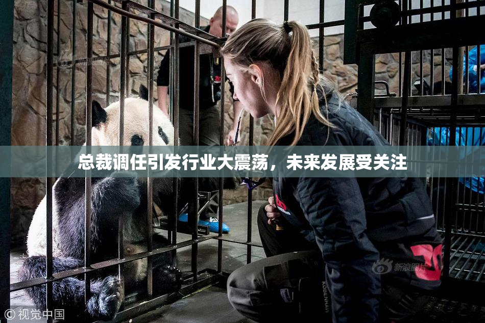 总裁调任引发行业大震荡，未来发展受关注