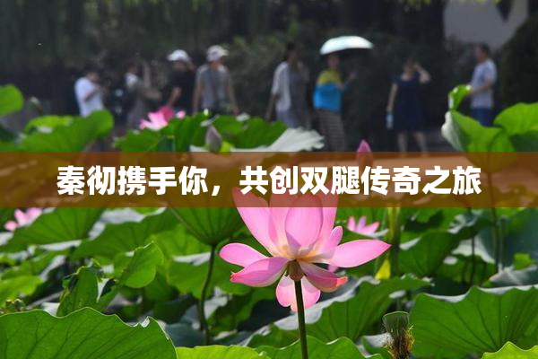 秦彻携手你，共创双腿传奇之旅