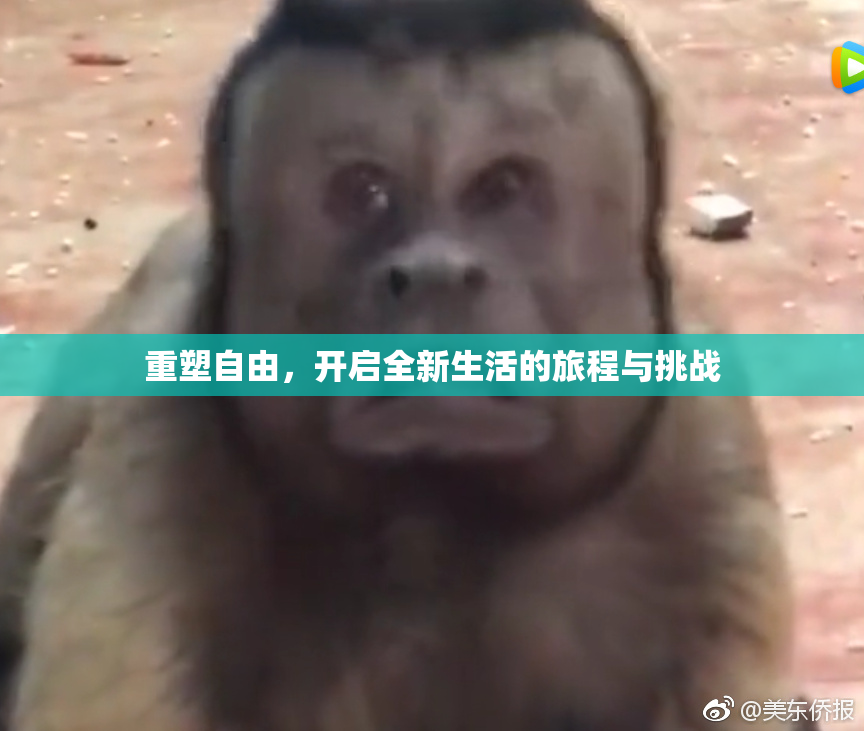 重塑自由，开启全新生活的旅程与挑战