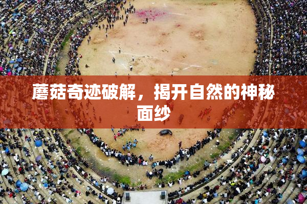 蘑菇奇迹破解，揭开自然的神秘面纱
