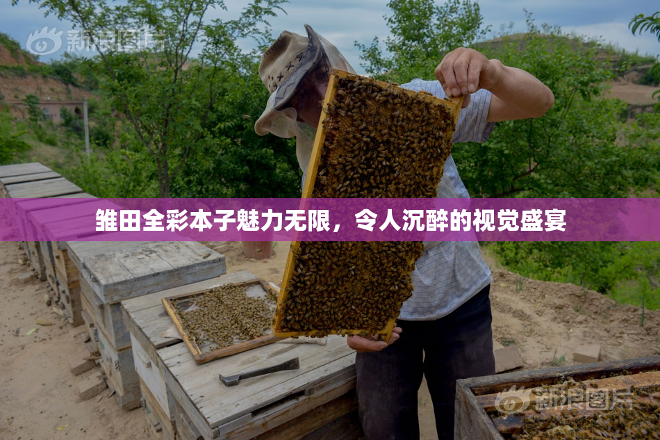 雏田全彩本子魅力无限，令人沉醉的视觉盛宴