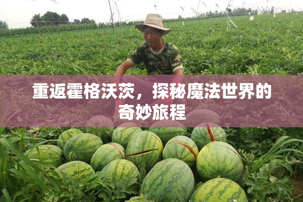 重返霍格沃茨，探秘魔法世界的奇妙旅程