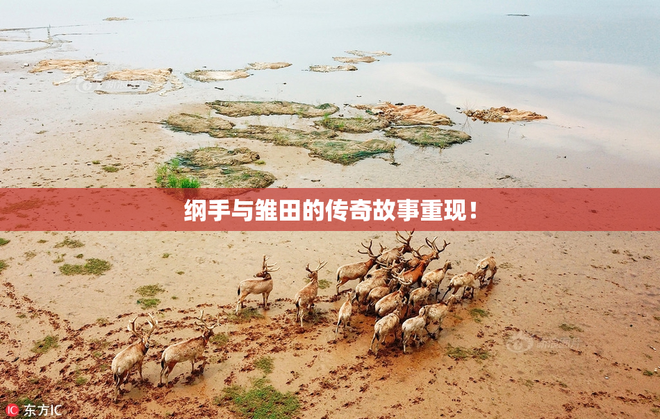 纲手与雏田的传奇故事重现！
