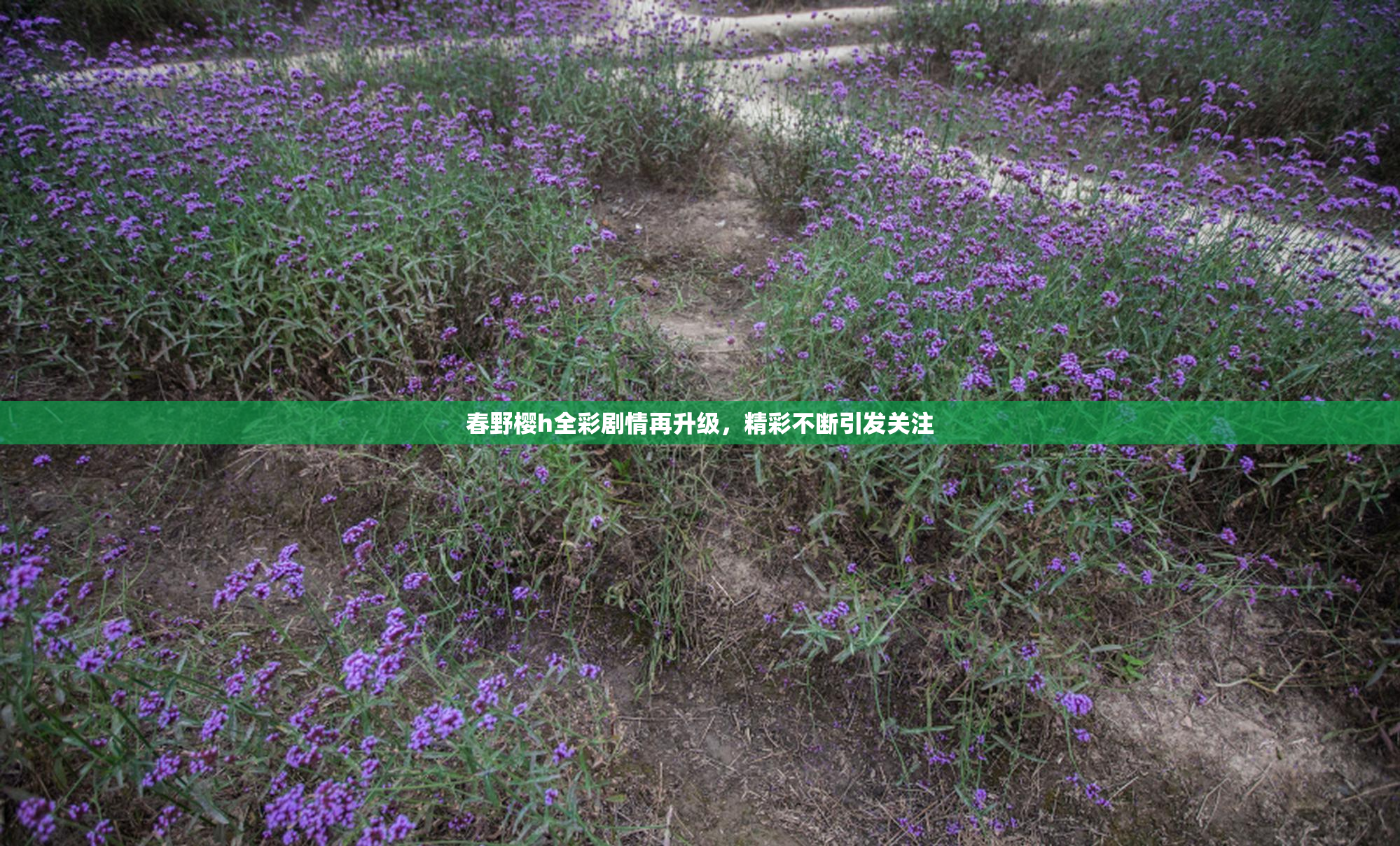 春野樱h全彩剧情再升级，精彩不断引发关注