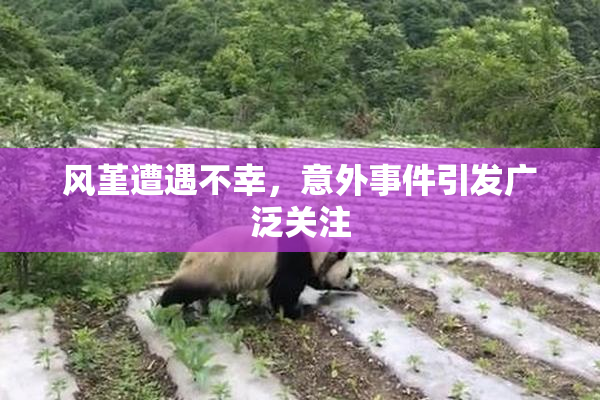风堇遭遇不幸，意外事件引发广泛关注