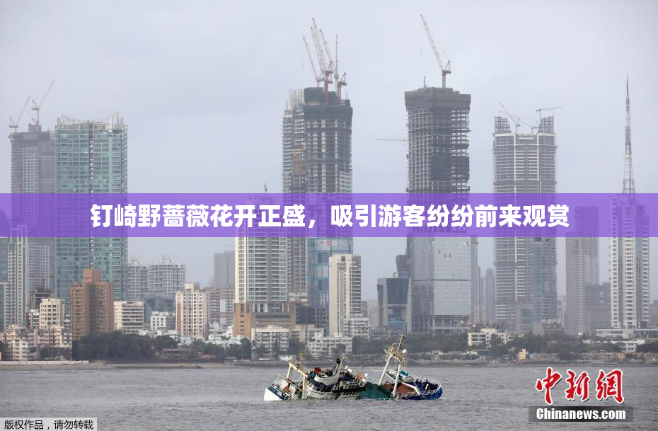 钉崎野蔷薇花开正盛，吸引游客纷纷前来观赏