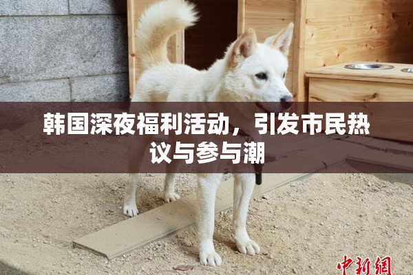 韩国深夜福利活动，引发市民热议与参与潮