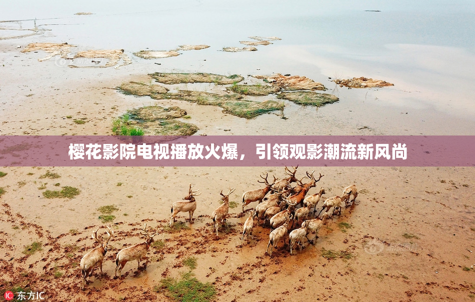 樱花影院电视播放火爆，引领观影潮流新风尚