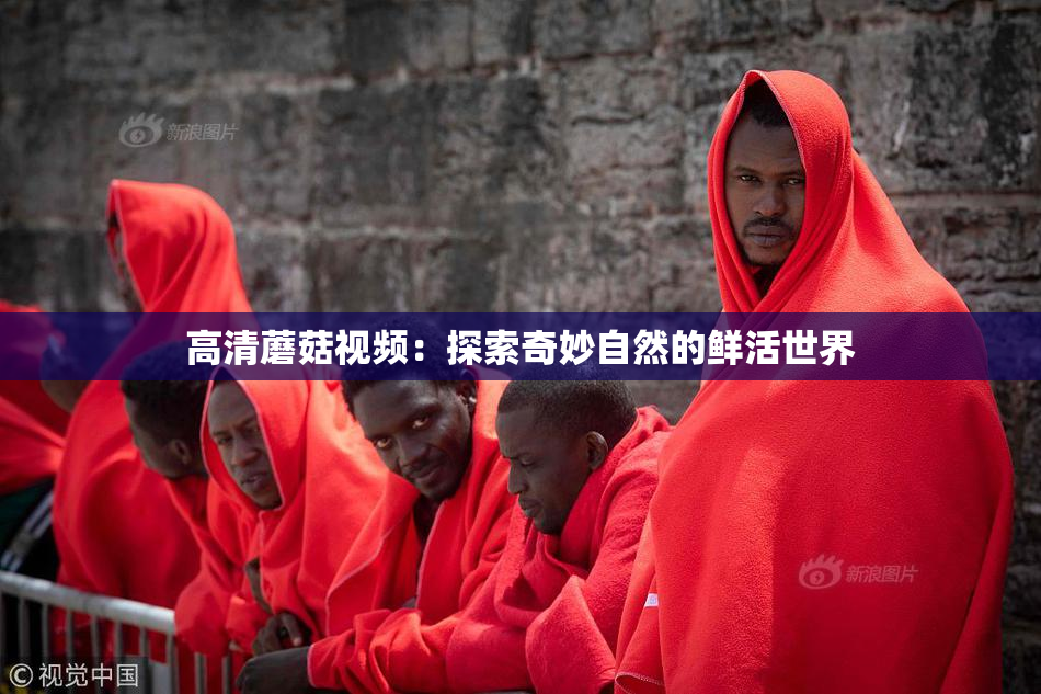 高清蘑菇视频：探索奇妙自然的鲜活世界