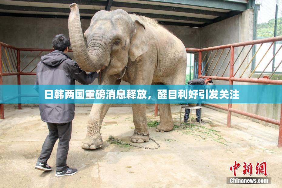 日韩两国重磅消息释放，醒目利好引发关注