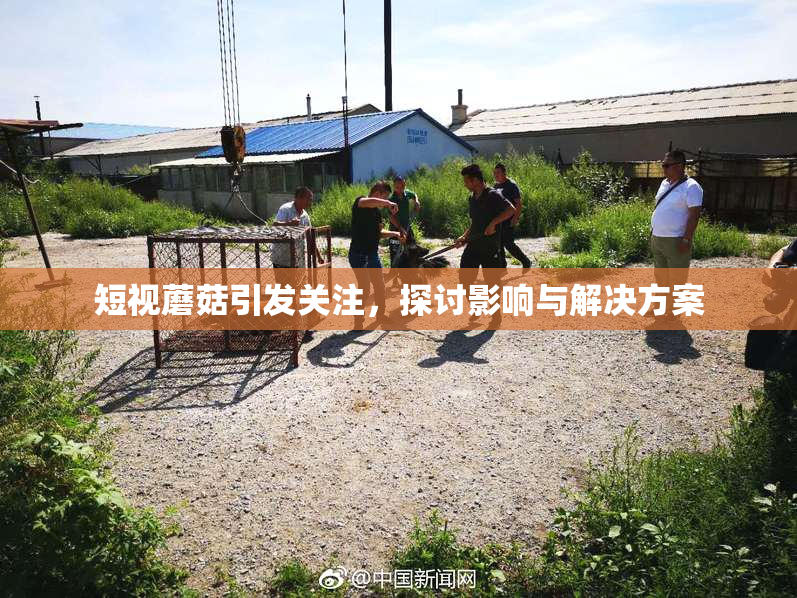 短视蘑菇引发关注，探讨影响与解决方案
