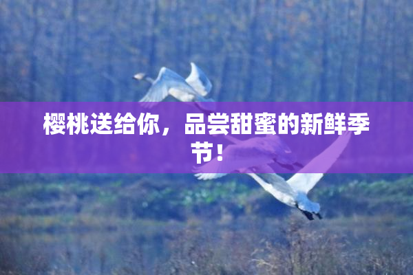 樱桃送给你，品尝甜蜜的新鲜季节！