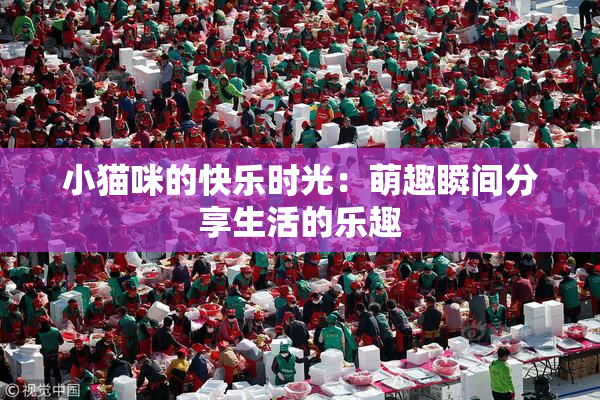 小猫咪的快乐时光：萌趣瞬间分享生活的乐趣