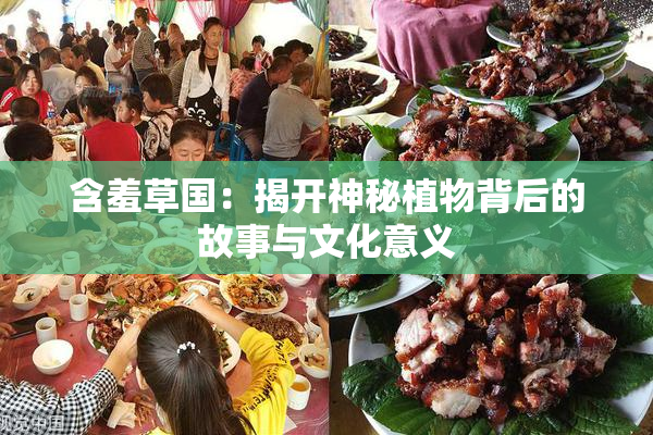 含羞草国：揭开神秘植物背后的故事与文化意义