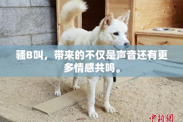 骚B叫，带来的不仅是声音还有更多情感共鸣。