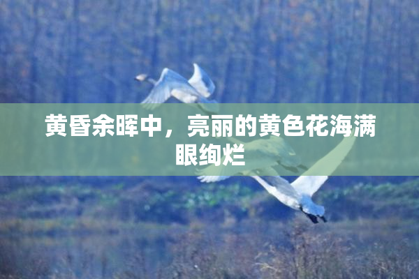 黄昏余晖中，亮丽的黄色花海满眼绚烂