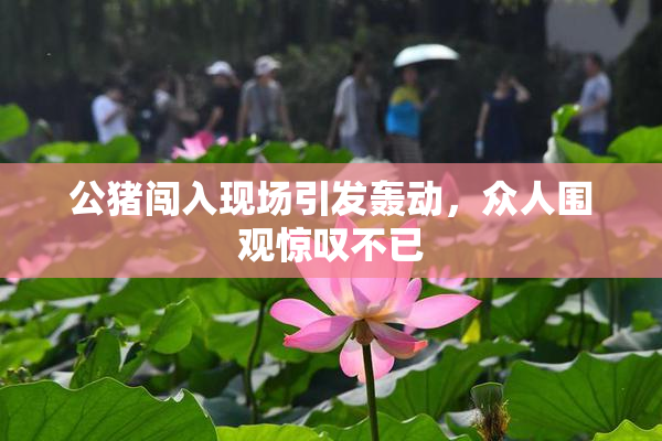 公猪闯入现场引发轰动，众人围观惊叹不已