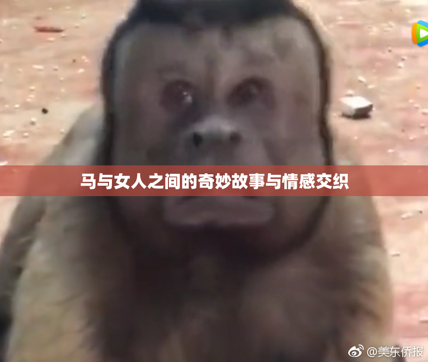 马与女人之间的奇妙故事与情感交织