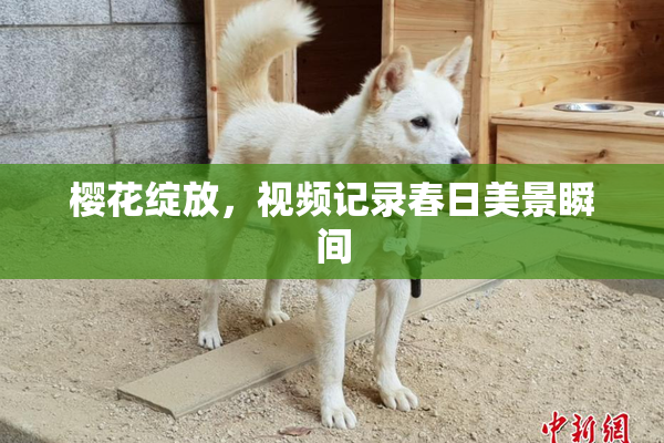 樱花绽放，视频记录春日美景瞬间