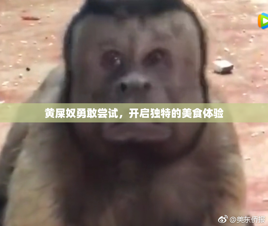 黄屎奴勇敢尝试，开启独特的美食体验