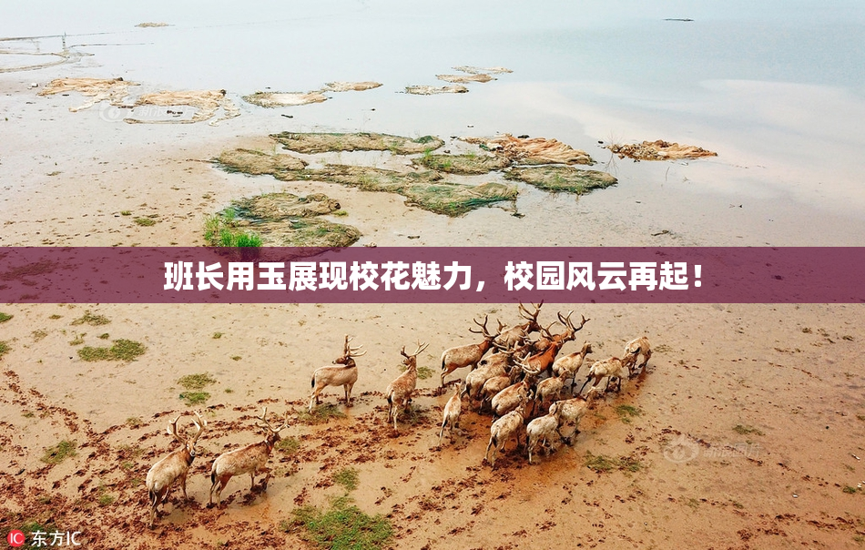 班长用玉展现校花魅力，校园风云再起！