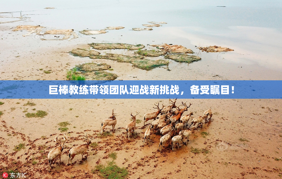 巨棒教练带领团队迎战新挑战，备受瞩目！