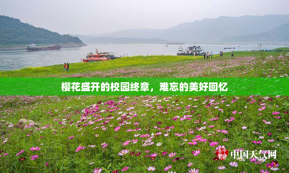 樱花盛开的校园终章，难忘的美好回忆