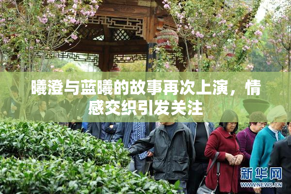 曦澄与蓝曦的故事再次上演，情感交织引发关注