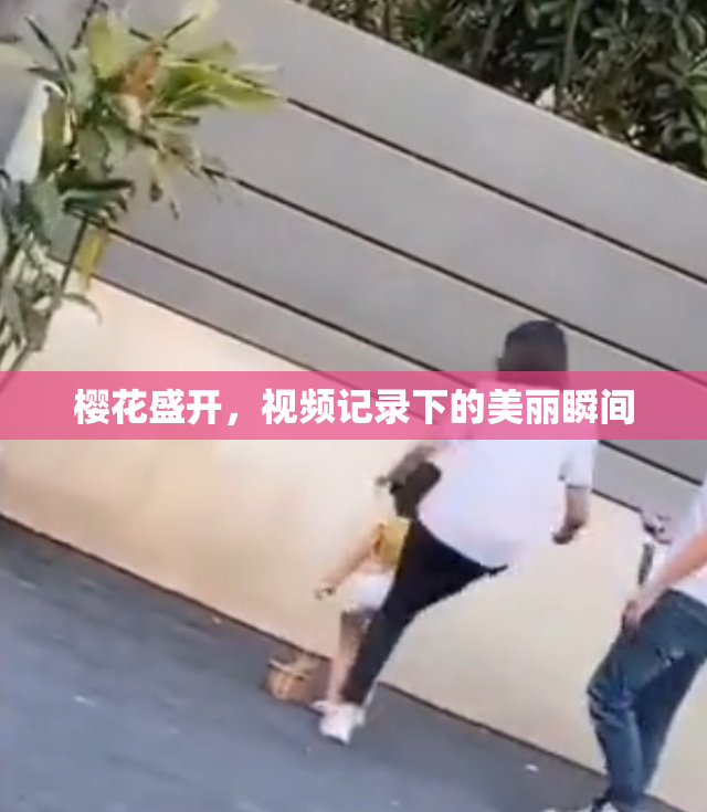 樱花盛开，视频记录下的美丽瞬间