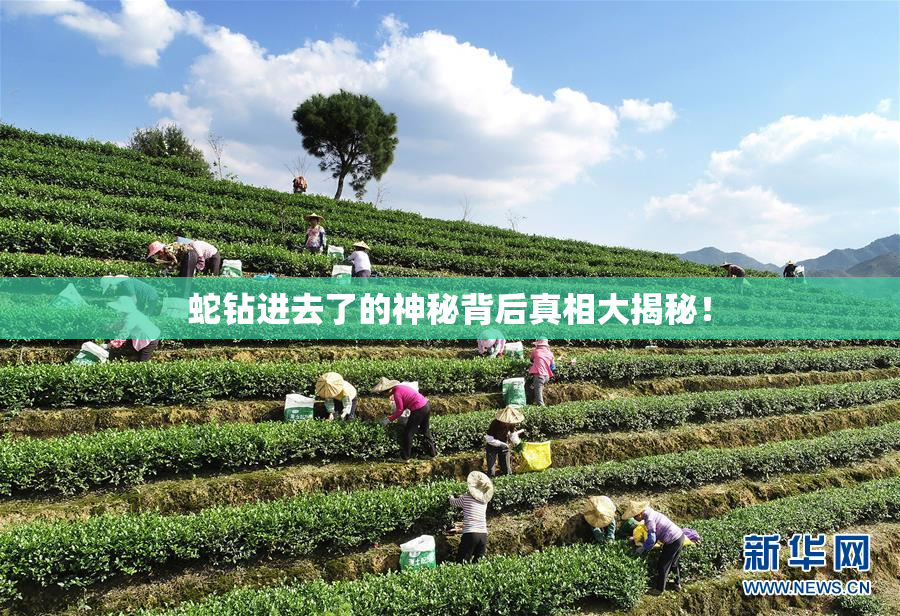 蛇钻进去了的神秘背后真相大揭秘！