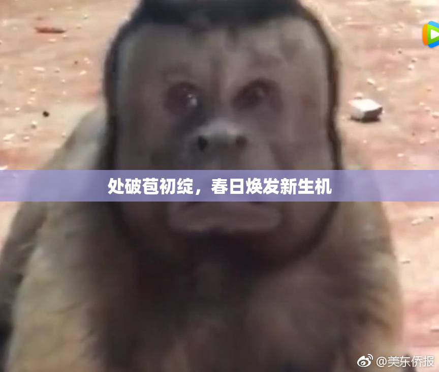 处破苞初绽，春日焕发新生机