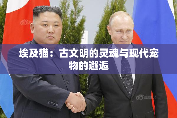 埃及猫：古文明的灵魂与现代宠物的邂逅
