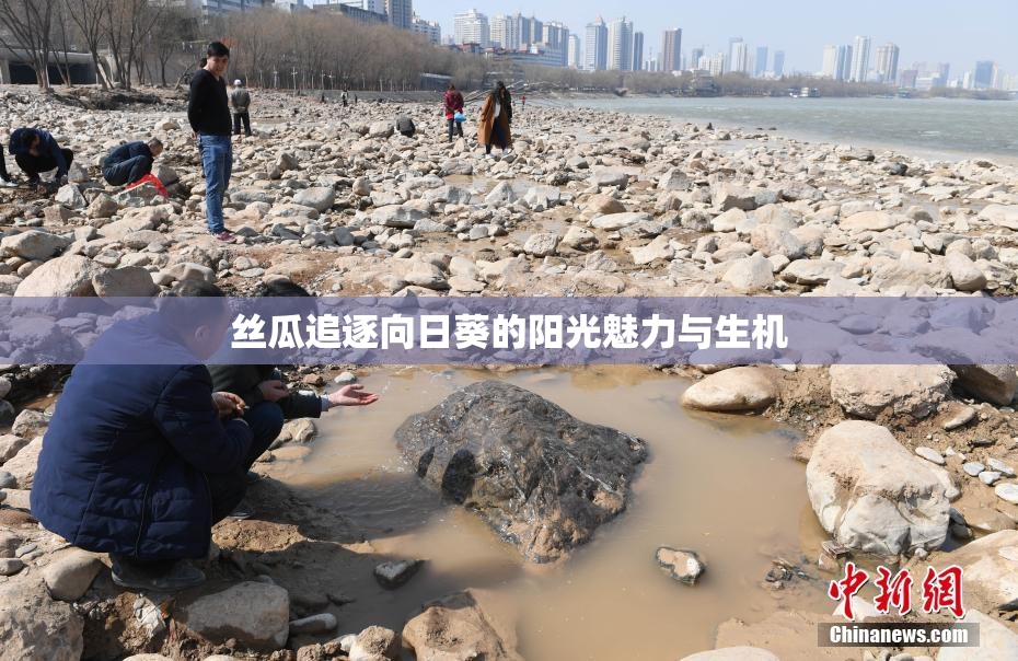 丝瓜追逐向日葵的阳光魅力与生机